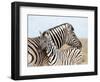 Burchell's Zebra, with Foal, Etosha National Park, Namibia, Africa-Ann & Steve Toon-Framed Photographic Print