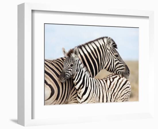 Burchell's Zebra, with Foal, Etosha National Park, Namibia, Africa-Ann & Steve Toon-Framed Photographic Print