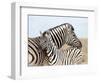 Burchell's Zebra, with Foal, Etosha National Park, Namibia, Africa-Ann & Steve Toon-Framed Photographic Print