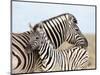 Burchell's Zebra, with Foal, Etosha National Park, Namibia, Africa-Ann & Steve Toon-Mounted Photographic Print