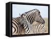 Burchell's Zebra, with Foal, Etosha National Park, Namibia, Africa-Ann & Steve Toon-Framed Stretched Canvas