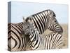 Burchell's Zebra, with Foal, Etosha National Park, Namibia, Africa-Ann & Steve Toon-Stretched Canvas