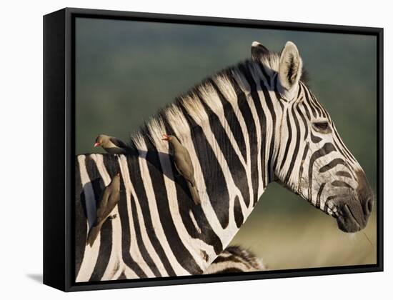 Burchell's Zebra, with Redbilled Oxpeckers, Hluhluwe Umfolozi Park, Kwazulu Natal, South Africa-Toon Ann & Steve-Framed Stretched Canvas