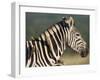 Burchell's Zebra, with Redbilled Oxpeckers, Hluhluwe Umfolozi Park, Kwazulu Natal, South Africa-Toon Ann & Steve-Framed Photographic Print