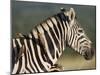 Burchell's Zebra, with Redbilled Oxpeckers, Hluhluwe Umfolozi Park, Kwazulu Natal, South Africa-Toon Ann & Steve-Mounted Photographic Print