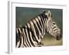 Burchell's Zebra, with Redbilled Oxpeckers, Hluhluwe Umfolozi Park, Kwazulu Natal, South Africa-Toon Ann & Steve-Framed Photographic Print