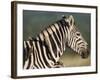 Burchell's Zebra, with Redbilled Oxpeckers, Hluhluwe Umfolozi Park, Kwazulu Natal, South Africa-Toon Ann & Steve-Framed Photographic Print