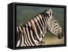 Burchell's Zebra, with Redbilled Oxpeckers, Hluhluwe Umfolozi Park, Kwazulu Natal, South Africa-Toon Ann & Steve-Framed Stretched Canvas