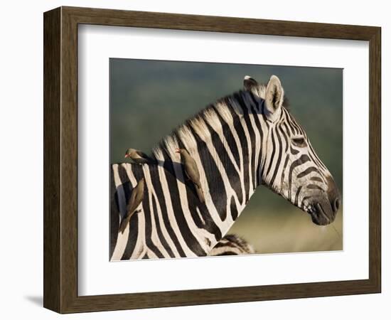 Burchell's Zebra, with Redbilled Oxpeckers, Hluhluwe Umfolozi Park, Kwazulu Natal, South Africa-Toon Ann & Steve-Framed Photographic Print