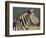 Burchell's Zebra, with Redbilled Oxpeckers, Hluhluwe Umfolozi Park, Kwazulu Natal, South Africa-Toon Ann & Steve-Framed Photographic Print