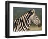 Burchell's Zebra, with Redbilled Oxpeckers, Hluhluwe Umfolozi Park, Kwazulu Natal, South Africa-Toon Ann & Steve-Framed Photographic Print