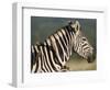 Burchell's Zebra, with Redbilled Oxpeckers, Hluhluwe Umfolozi Park, Kwazulu Natal, South Africa-Toon Ann & Steve-Framed Photographic Print