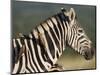 Burchell's Zebra, with Redbilled Oxpeckers, Hluhluwe Umfolozi Park, Kwazulu Natal, South Africa-Toon Ann & Steve-Mounted Photographic Print