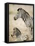 Burchell's Zebra-null-Framed Stretched Canvas