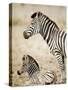 Burchell's Zebra-null-Stretched Canvas