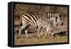 Burchell's Zebra-Howard Ruby-Framed Stretched Canvas