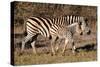 Burchell's Zebra-Howard Ruby-Stretched Canvas