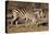 Burchell's Zebra-Howard Ruby-Stretched Canvas