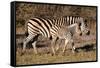 Burchell's Zebra-Howard Ruby-Framed Stretched Canvas