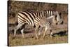 Burchell's Zebra-Howard Ruby-Stretched Canvas