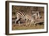 Burchell's Zebra-Howard Ruby-Framed Premium Photographic Print