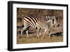 Burchell's Zebra-Howard Ruby-Framed Premium Photographic Print