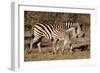 Burchell's Zebra-Howard Ruby-Framed Premium Photographic Print