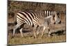 Burchell's Zebra-Howard Ruby-Mounted Premium Photographic Print