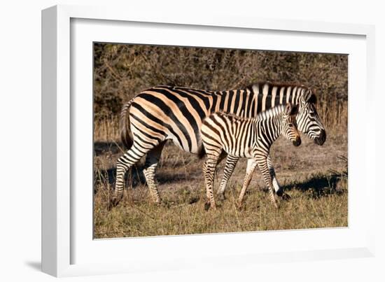 Burchell's Zebra-Howard Ruby-Framed Photographic Print