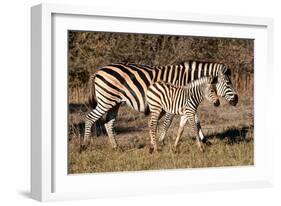 Burchell's Zebra-Howard Ruby-Framed Photographic Print