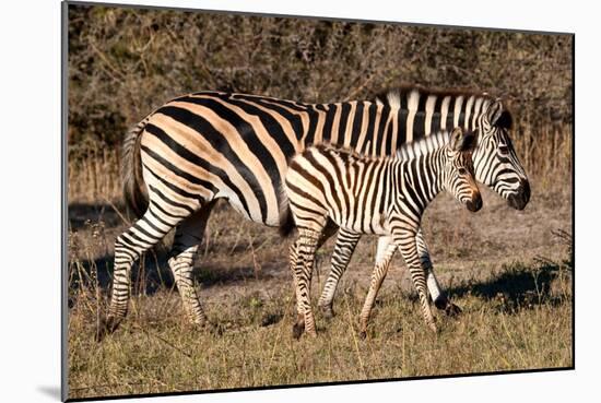 Burchell's Zebra-Howard Ruby-Mounted Photographic Print