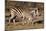 Burchell's Zebra-Howard Ruby-Mounted Photographic Print