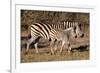 Burchell's Zebra-Howard Ruby-Framed Photographic Print