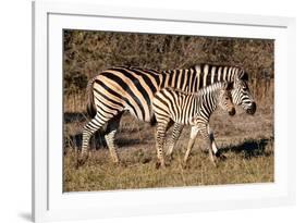 Burchell's Zebra-Howard Ruby-Framed Photographic Print