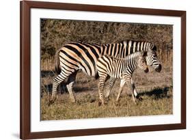 Burchell's Zebra-Howard Ruby-Framed Photographic Print