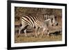 Burchell's Zebra-Howard Ruby-Framed Photographic Print