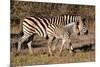 Burchell's Zebra-Howard Ruby-Mounted Photographic Print