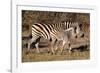 Burchell's Zebra-Howard Ruby-Framed Photographic Print