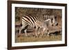 Burchell's Zebra-Howard Ruby-Framed Photographic Print