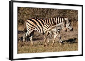 Burchell's Zebra-Howard Ruby-Framed Photographic Print