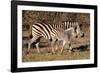 Burchell's Zebra-Howard Ruby-Framed Photographic Print