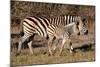 Burchell's Zebra-Howard Ruby-Mounted Photographic Print