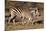 Burchell's Zebra-Howard Ruby-Mounted Photographic Print