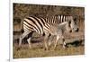 Burchell's Zebra-Howard Ruby-Framed Photographic Print