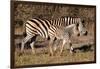 Burchell's Zebra-Howard Ruby-Framed Photographic Print