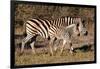 Burchell's Zebra-Howard Ruby-Framed Photographic Print