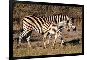 Burchell's Zebra-Howard Ruby-Framed Photographic Print