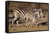 Burchell's Zebra-Howard Ruby-Framed Stretched Canvas