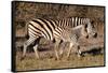 Burchell's Zebra-Howard Ruby-Framed Stretched Canvas