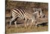 Burchell's Zebra-Howard Ruby-Stretched Canvas